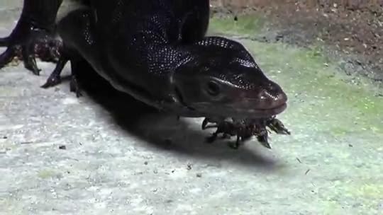 Meet the rare baby black dragon! Part II: Moving Day - YouTube