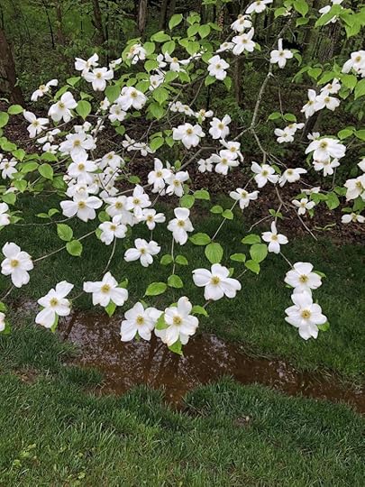 Dogwood flowers