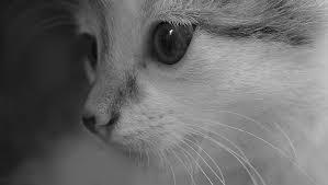 Free Images : nature, person, black and white, girl, hair, house, home, dog, animal, cute, female, love, pet, fur, portrait, young, red, fluffy, kitten, feline, care, two, rest, together, holding, close up,