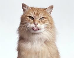 Cats Recognize Their Own Names--Even If They Choose to Ignore Them - Scientific American