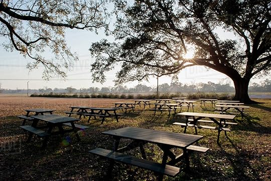 Tranquil scene with picnic tables beneath oak tree in park - Stock Photo - Dissolve