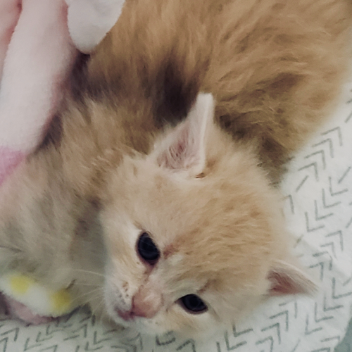 [ZuZu Six Weeks]