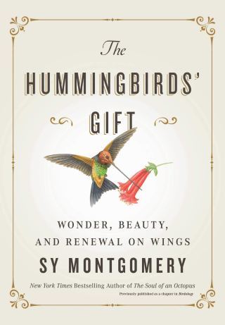 Between Science and Magic: How Hummingbirds Hover at the Edge of the Possible