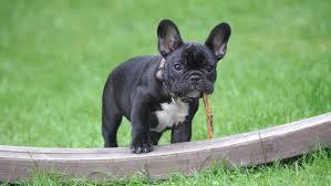 Free photo: Black and White French Bulldog Puppy Stepping on Brown Wood Board Panel Close-up Photography - Adorable, Grass, Wood - Free Download - Jooinn