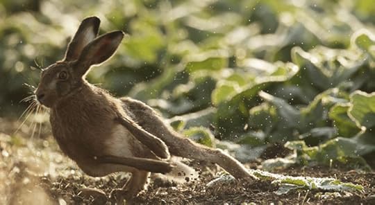 Brown Hare Suffolk by Michael Rae