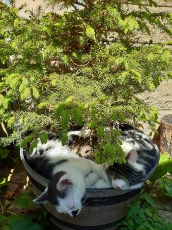 kittens curled up asleep in base of plant pot