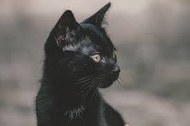 250+ Best Black Cat Names That Are Just Plain Brilliant - Ideas For Names