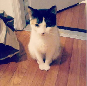 this image is of a calico cat, with orange fur over one one eye, and black fur around the other. She is sitting up in a doorway, her expression alert and interested.
