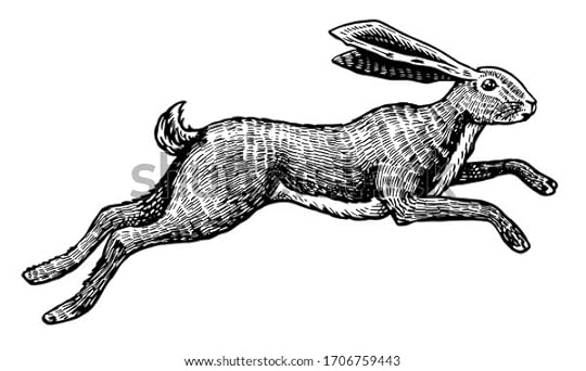 Wild hare or rabbit is jumping. Cute Bunny or coney runs away. Hand drawn engraved old sketch for T-shirt, tattoo or label or poster. Animal is running. Vector illustration.