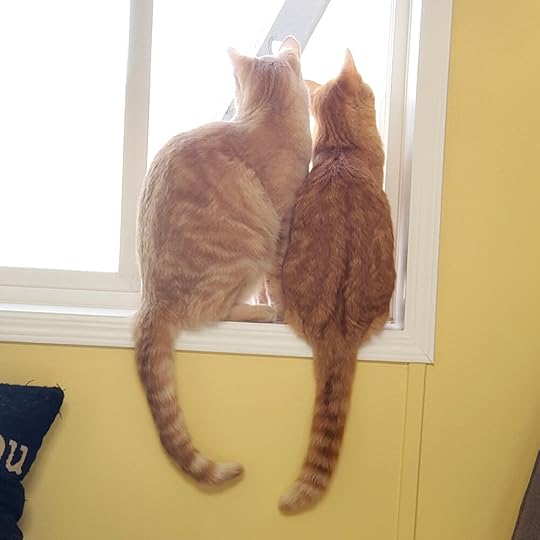 These two are troublemakers, but they also bring me so much joy. I’m so thankful for them. This was one of the first days warm enough to have an open window. They were quite curious about all the things outside.