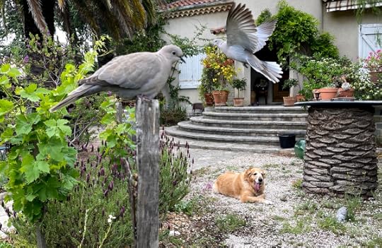 Dove golden retriever garden