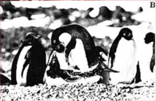 Pinguino di Adèlie con femmina surgelata. Tratto da Ainley (1978)