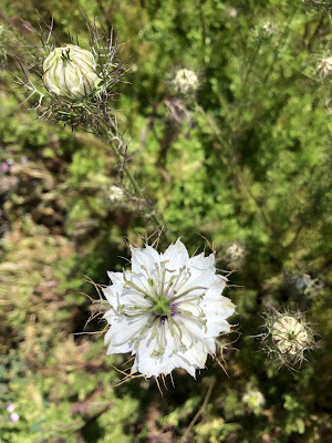 nigella flowers in the field
