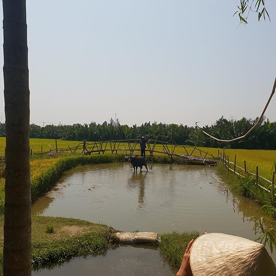 RiceFieldsHoiAnNHYM