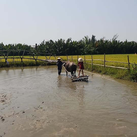 WaterBuffaloWaterSkiingNHYM