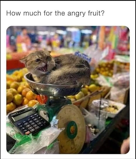 May be an image of cat and text that says 'How much for the angry fruit?'