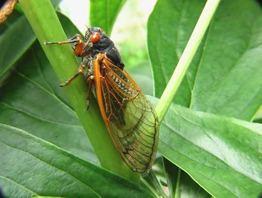 Cicada, Insect, Bug, Nature