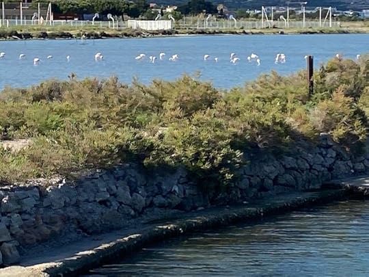 Flamingos at Frontignan