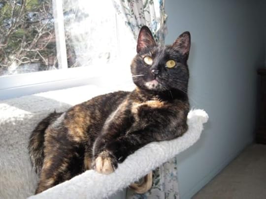 tortoiseshell_cat_by_window