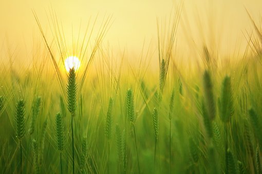 green wheat field during daytime