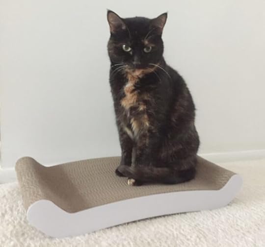 petfusion-cat-scratching-pad