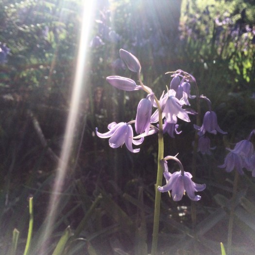 Sunlight in the bluebells woods