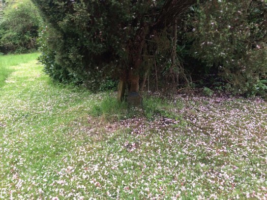 A floral carpet of pink petals