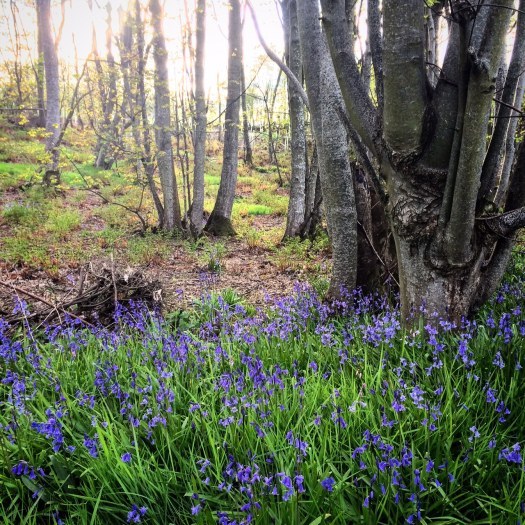Down in the bluebell woods... Scotland.