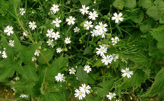 Stitchwort