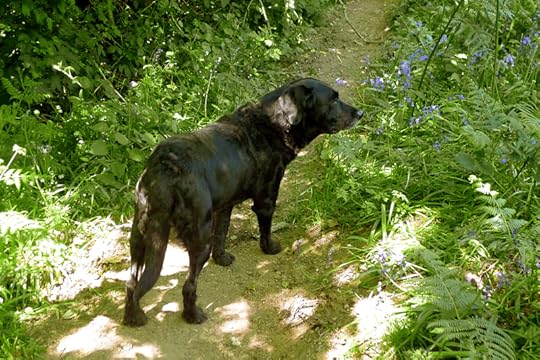 Bluebells 3