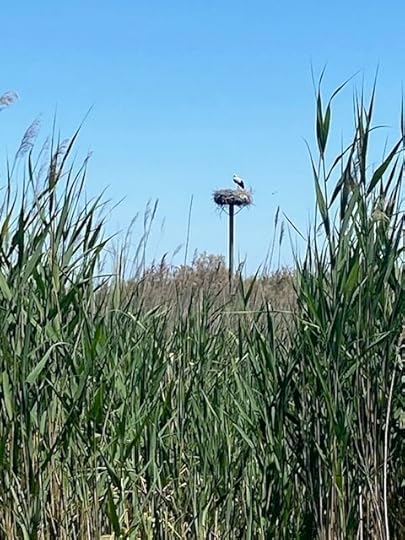 Stork nest in a nearby nature preserve