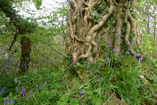 Ivy, beech, and bluebells