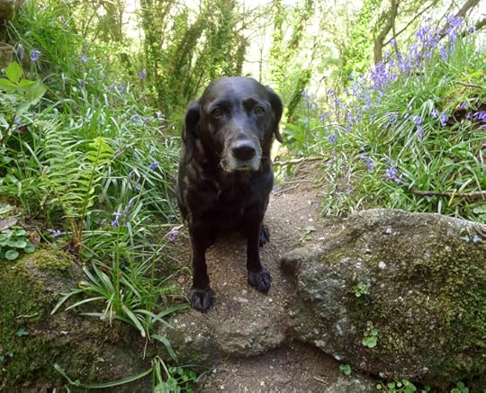 Hound and bluebells