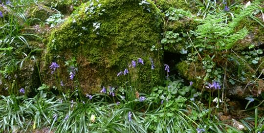 Moss and bluebells