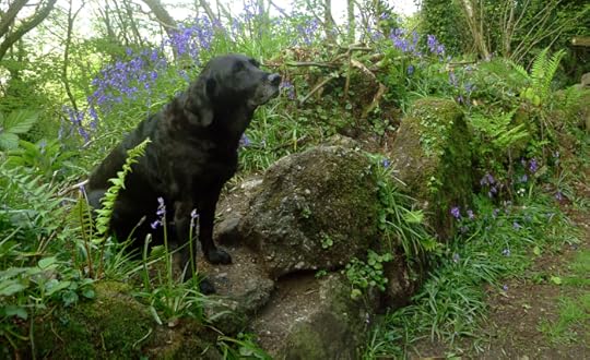 Tilly, moss, and bluebells