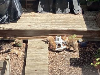 There are multiple fox cubs hanging out in the garden. Fuzzy little cuties! ����