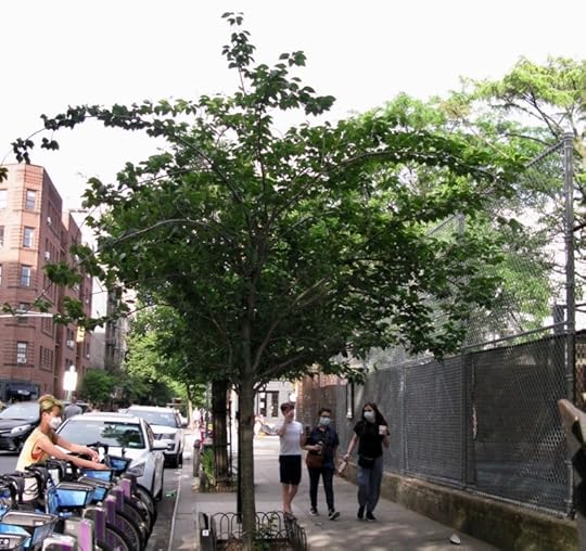 Amy Covey Memorial Treet, Christopher Street, Greenwich Village, New York City