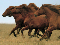 Horses wild Russian steppes