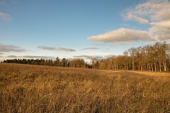 Zum blauen Himmel mit grauen Wolkenfetzen gibt es eine braungelbe Wiese, im Hintergrund Bäume