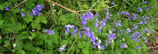 Bluebells