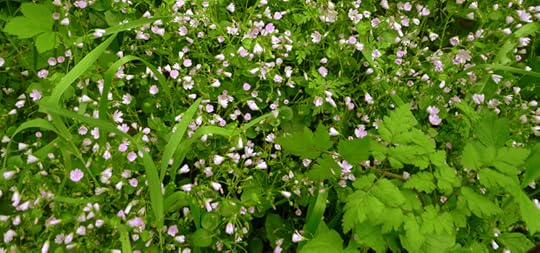 Pink stitchwort