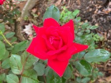 Rose - Adventure Story