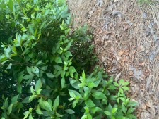 Azalea Bushes - Adventure Story