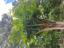 Crepe Myrtle - Adventure Story