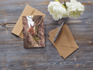 squirrel greetings card
