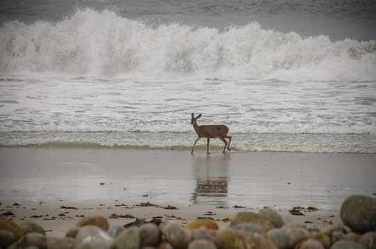 Deer in Ocean Surf by Connie Cooper Edwards
