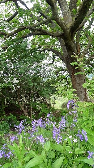 Bluebells and oak