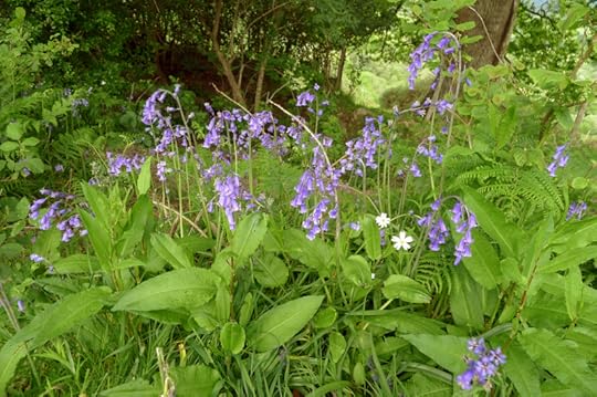 Bluebells and stitchwort