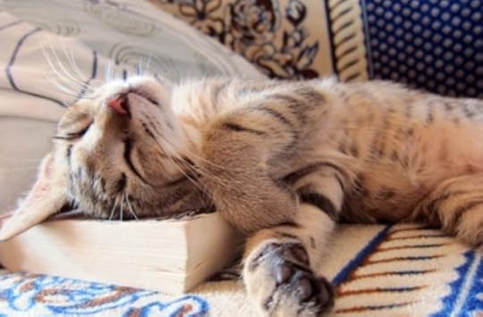 kitten sleeping on book