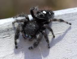 spider
